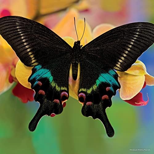 2023 Квадратен Ѕиден Календар, Пеперутки, 16-Месечна Тема За Животни со 180 Налепници За Потсетување